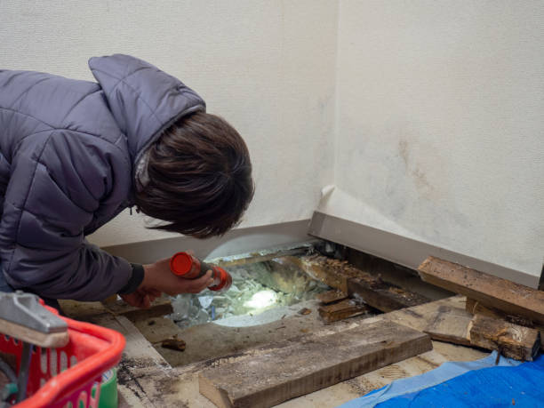Best Basement Mold Removal  in Solomons, MD