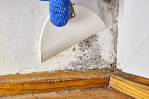 Best Forensic Mold Investigation  in Solomons, MD